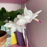 Schlumbergera truncataFloro