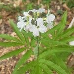 Cardamine heptaphylla Кветка