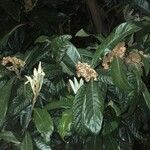 Eriobotrya japonica Likasa