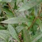 Vernonia noveboracensis Leaf