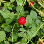 Potentilla indica Φρούτο