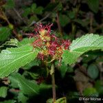 Acalypha californica ശീലം