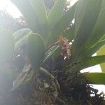 Bulbophyllum molossus عادت