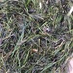 Zostera marina Folha