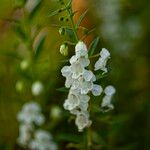 Angelonia biflora Flor