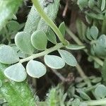 Coronilla minima Leaf