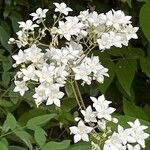 Deutzia setchuenensis Blodyn