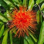 Brownea rosa-de-monte Flower