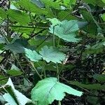 Rubus alceifolius Leaf