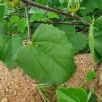 Hibiscus lunariifolius Folha