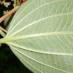 Miconia granatensis Leaf