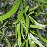 Asparagus falcatus Leaf