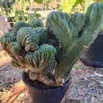 Trichocereus macrogonus Leaf