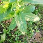 Thlaspi arvense Leaf