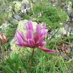 Trifolium alpinum Квітка