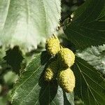 Alnus incana Ovoce