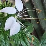 Cleome spinosa Flower