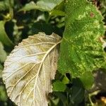 Rubus ulmifolius Feuille