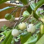 Scaevola plumieri Fruit