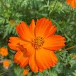 Cosmos sulphureus Flower