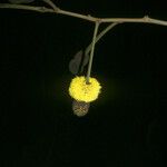 Parkia nitida Flower