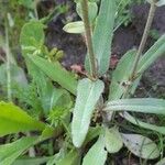 Valerianella vesicaria Folha