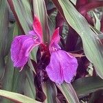 Roscoea purpurea Кветка