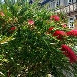 Melaleuca rugulosa Цветок