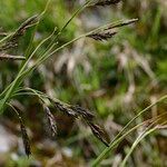 Carex frigida Mosusu