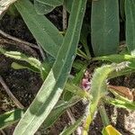 Erigeron uniflorus Leaf