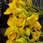 Bunias orientalis Blüte