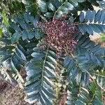 Zanthoxylum rhoifolium Fruit