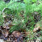 Equisetum scirpoides 整株植物