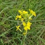 Erysimum virgatum Fleur