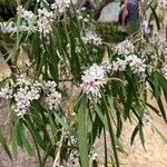 Agonis flexuosa Flower