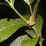 Psychotria psychotriifolia Leaf