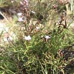 Limonium articulatum Blatt