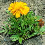Tagetes erecta 花