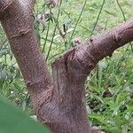 Senna didymobotrya Rinde
