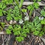 Daucus glochidiatus Levél