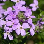 Hesperis matronalisKvet