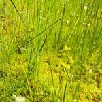 Scheuchzeria palustris Gyümölcs