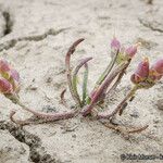 Plantago elongata Агульны выгляд