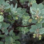 Arctostaphylos canescens 叶