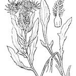 Centaurea corbariensis