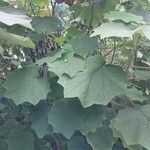 Roldana petasitis Leaf