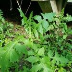 Lactuca biennis Leaf