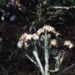 Antennaria carpatica Fruto