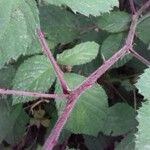 Rubus vestitus Rinde