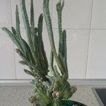 Cereus spegazzinii Leaf